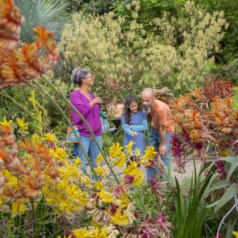 Family in Eden's Mediterranean Biome surrounded by colourful kangaroo paw flowers